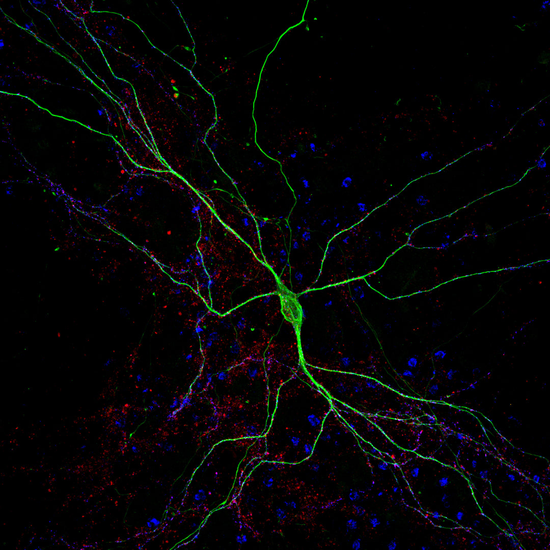 The science behind coating cell culture surfaces DendroTEK Biosciences Inc.