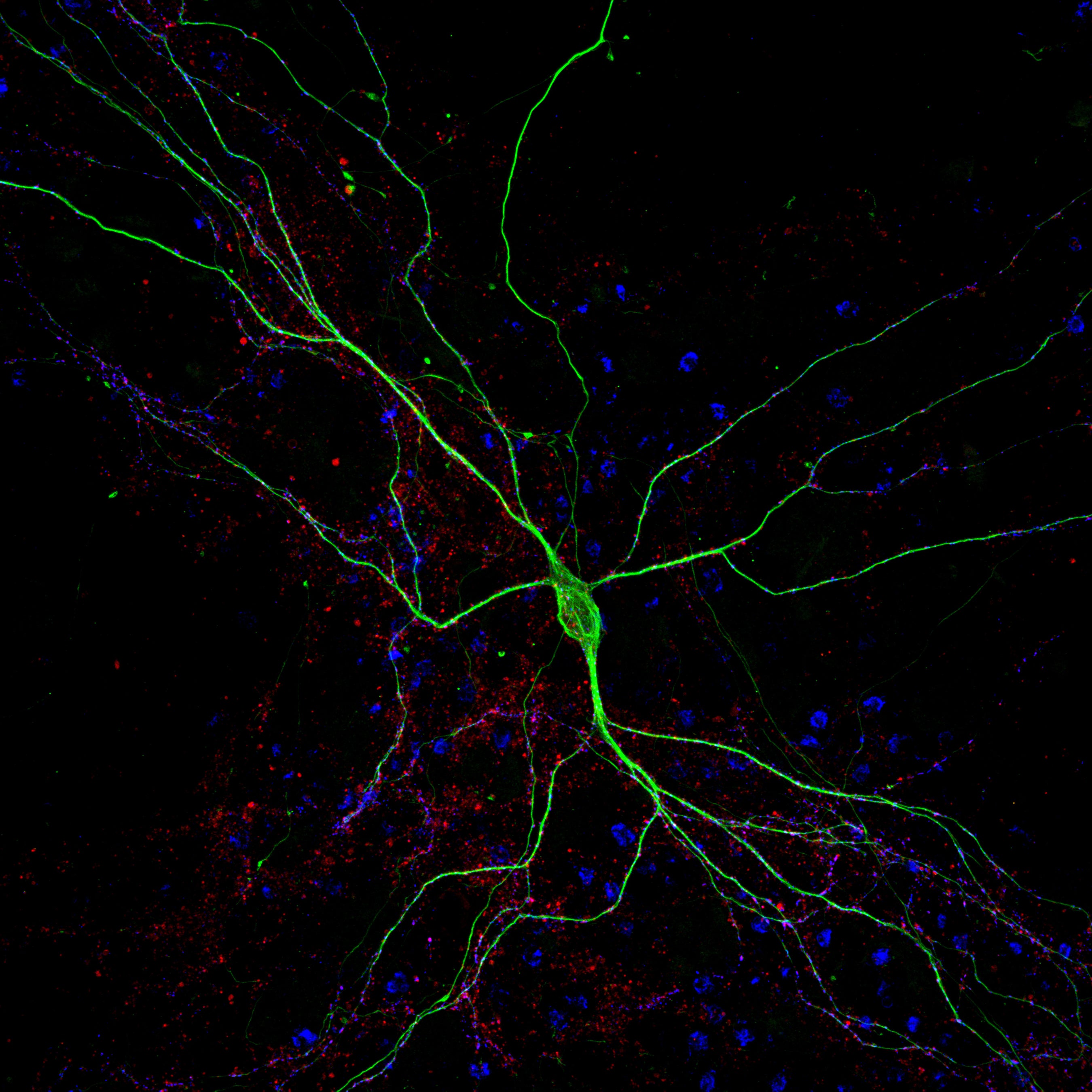 The science behind coating cell culture surfaces DendroTEK